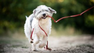 Dog on a walk