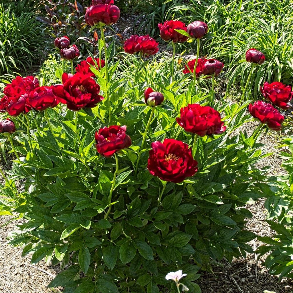 Peony 'buckeye Belle'