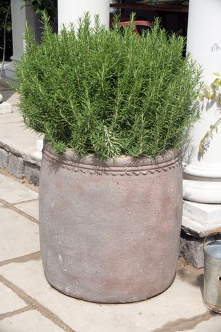 A rosemary plant in a concrete container on a doorstep