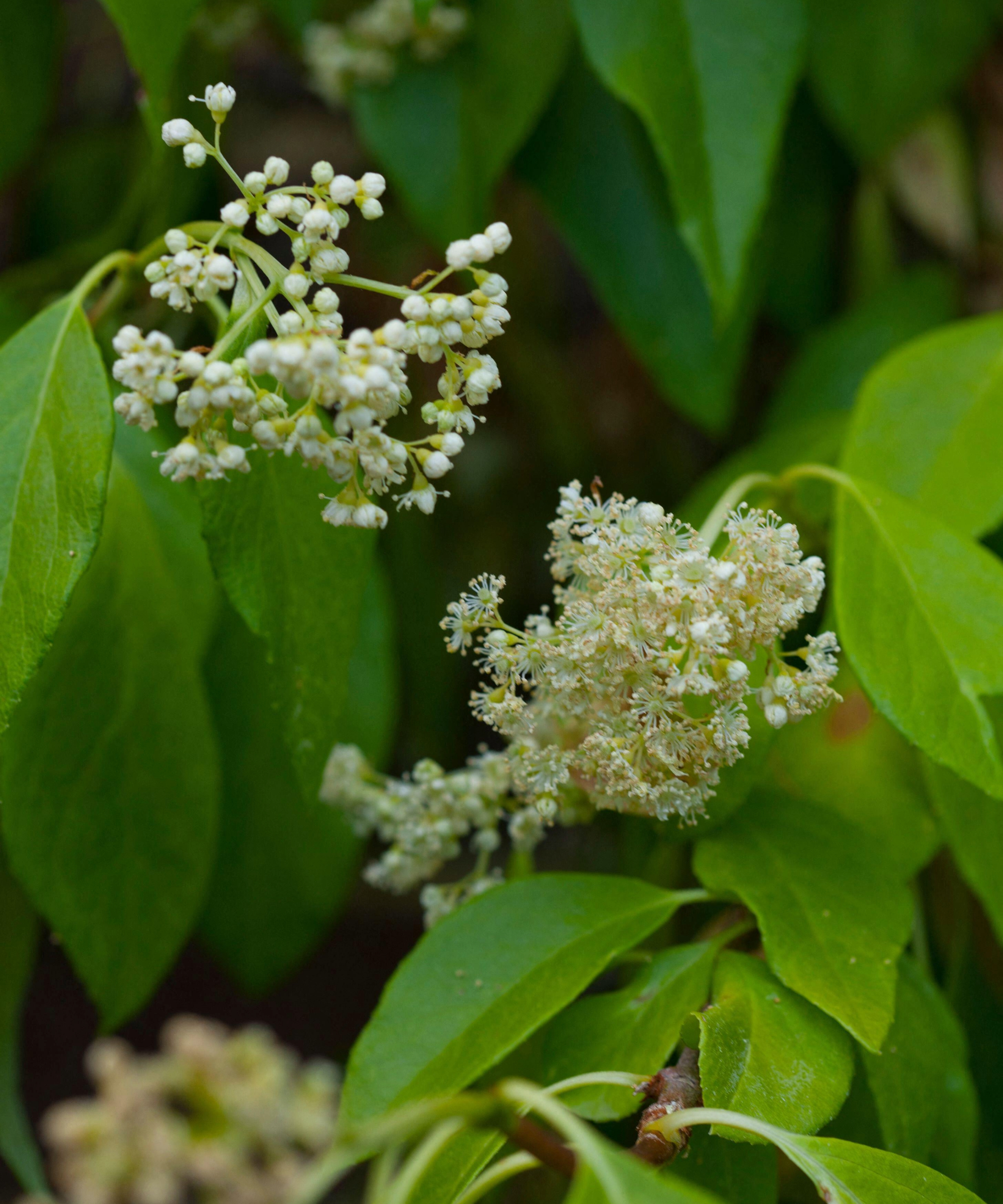 Climbing hydrangea (aka woodvamp or Decumaria barbara)
