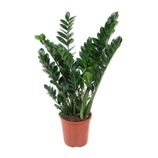 A Potted ZZ Plant from Plants For All Seasons