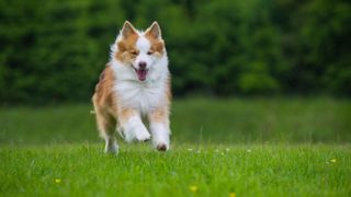 Icelandic Sheepdog