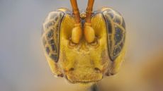 Face forward view of the head of a bright yellow wasp with dark eyes against a blurred background
