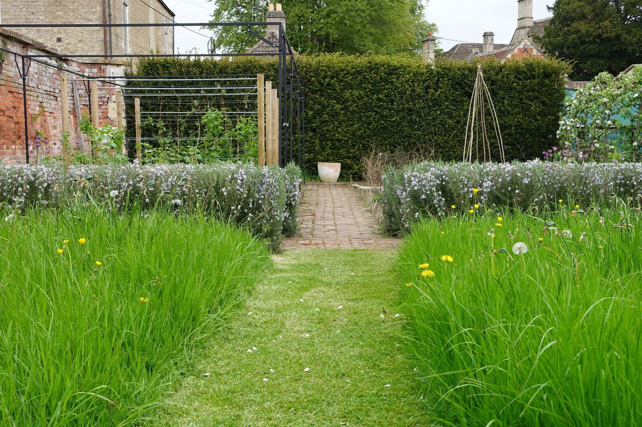 A mowed path with long grass on either side in a yard.