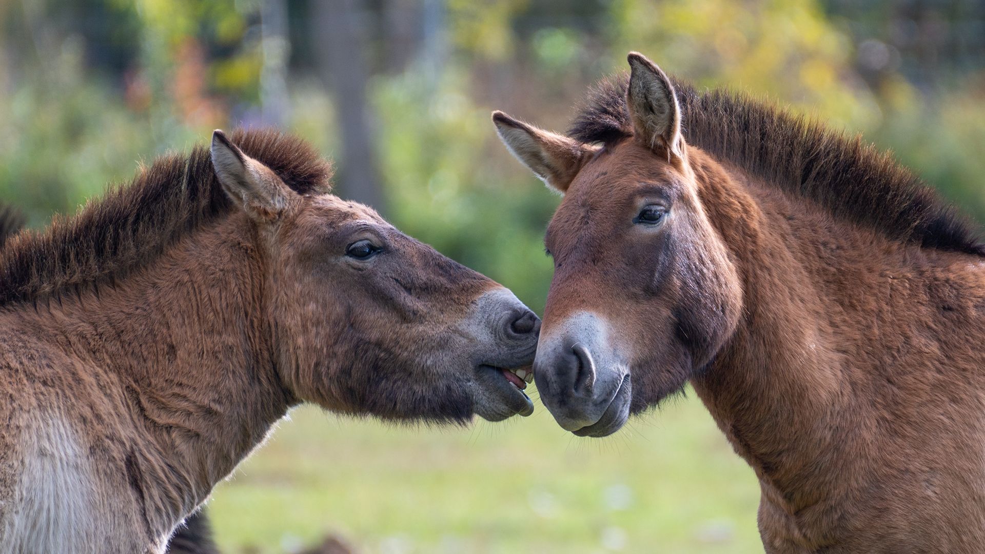 wild horses touching noses
