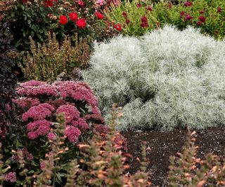 Artemisia MAKANA 'Silver' plant next to burgundy sedum