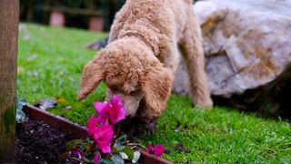 dog digging up flowerbed