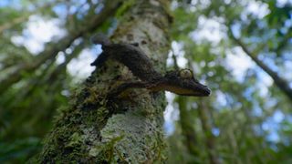 A lizard climbing on a tree in Life On Our Planet