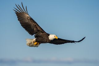 Bald eagles have been victims of a mysterious neurodegenerative disease at lakes across America over the last 25 years.