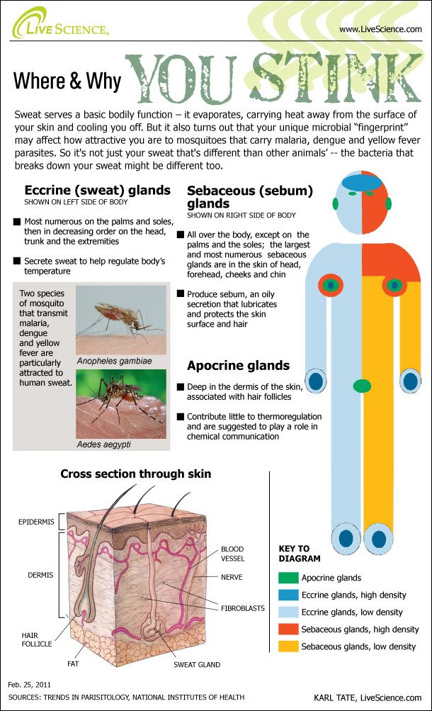 Bugs Love the Way You Sweat (Infographic) Live Science