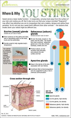 infographic of human body sweat