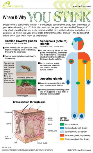 infographic of human body sweat
