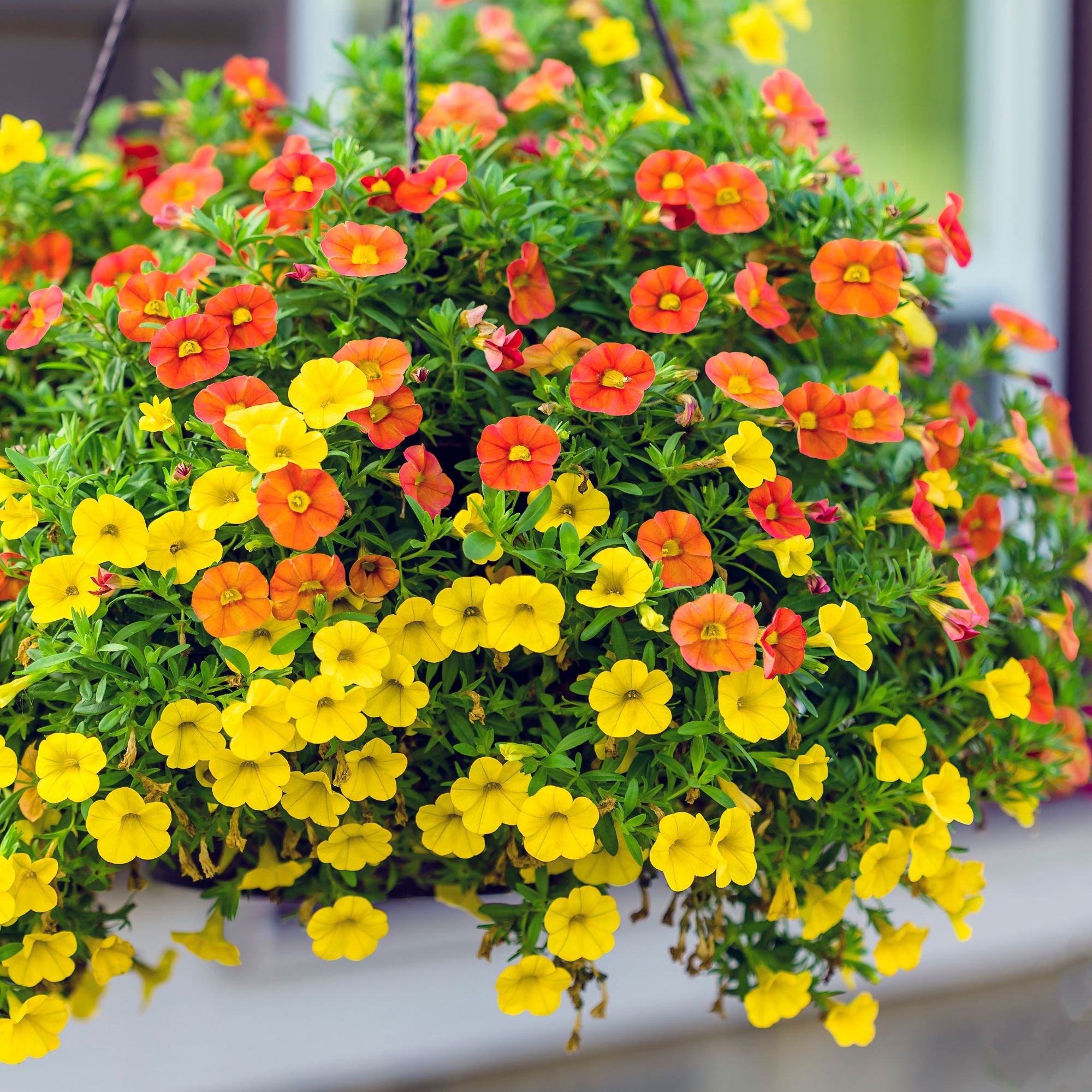trailing calibrachoa in hanging basket