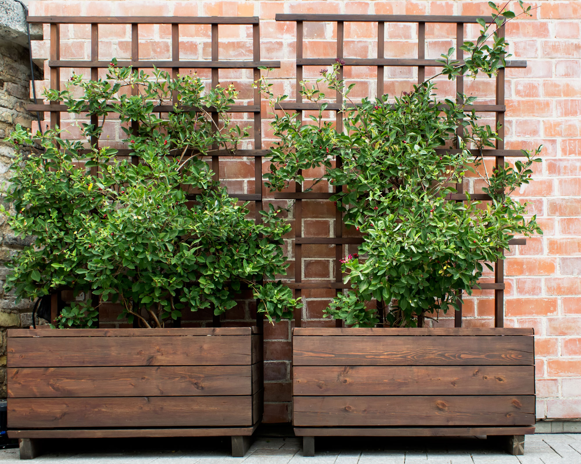 wooden planters on wheels with shrubs and trellis, against a brick wall