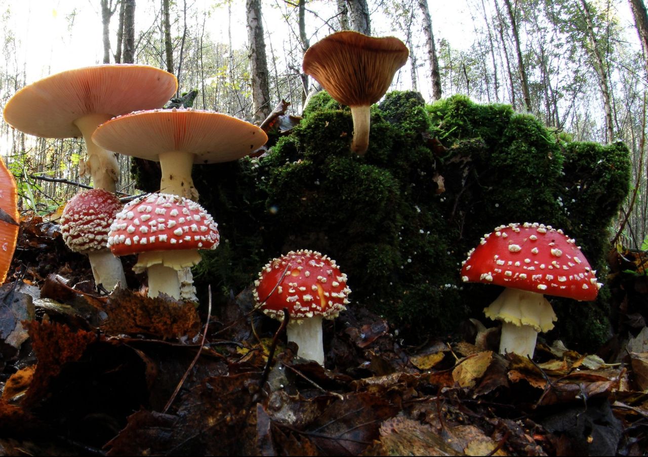 Could fungi hold the key to how life evolved on dry land? The early relatives of these Fly Agaric mushrooms could yet hold the key.