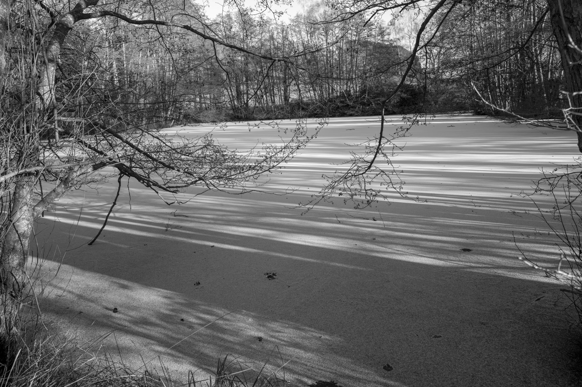 Leica Q3 Monochrom sample gallery: branch overhanging a frozen lake
