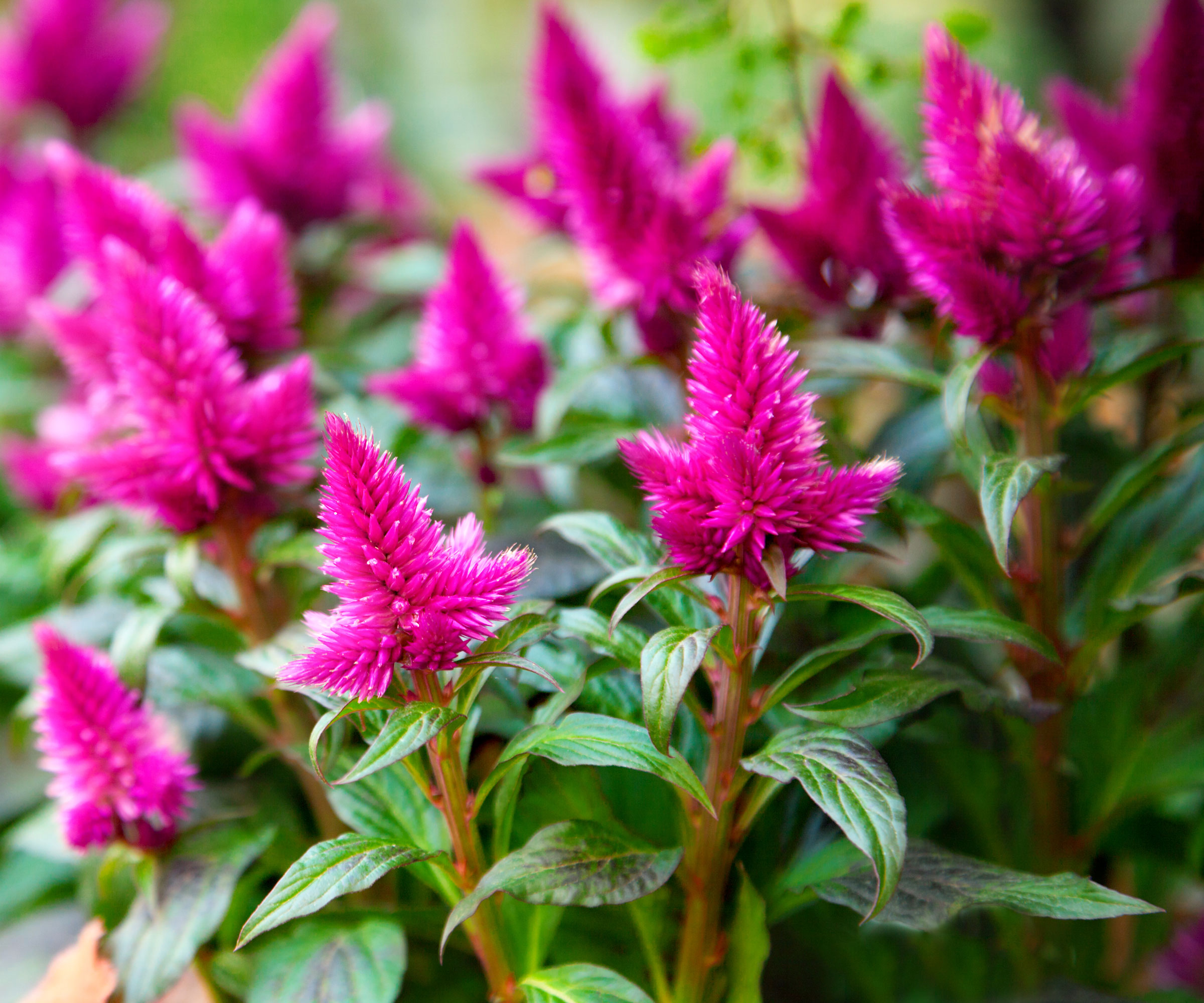 vibrant pink celosia flowers