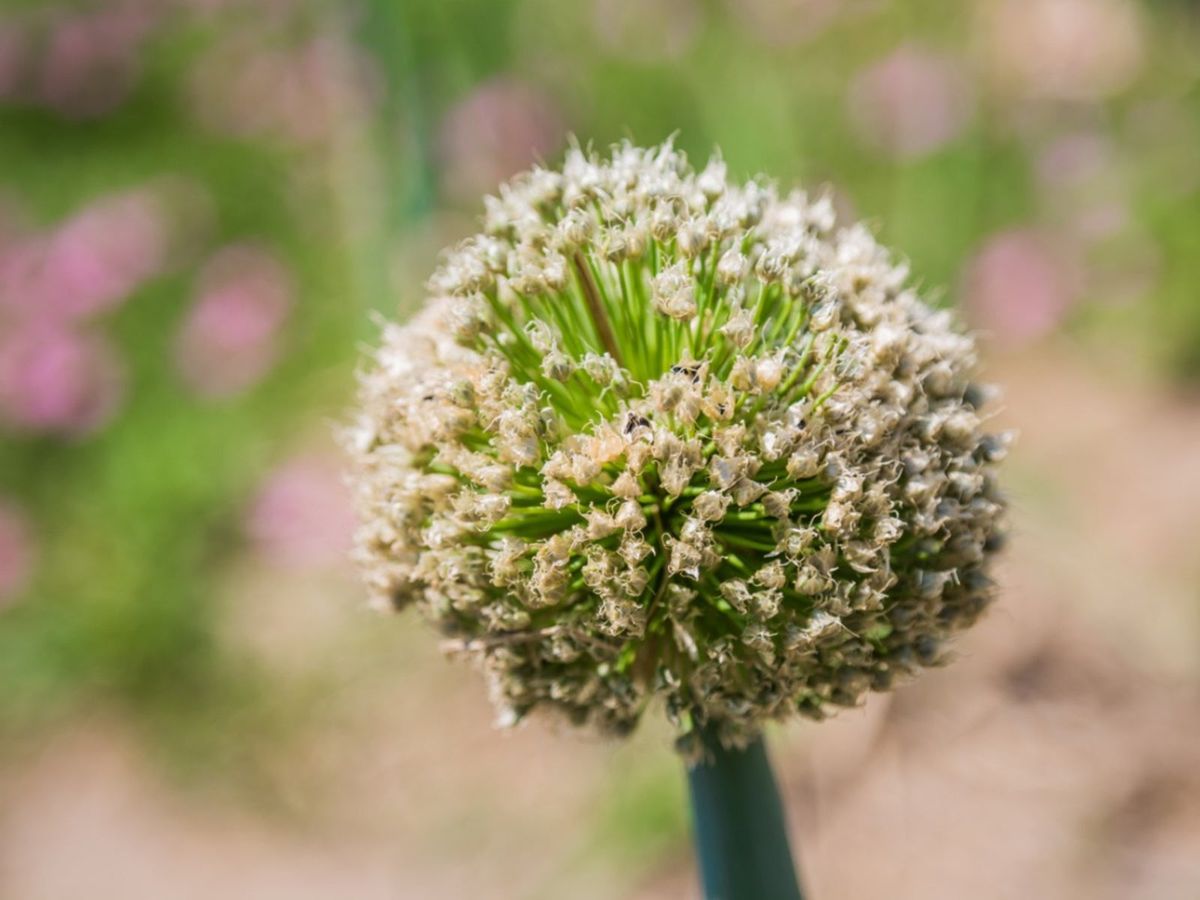 Harvesting Onion Seeds How To Collect Onion Seeds Gardening Know How