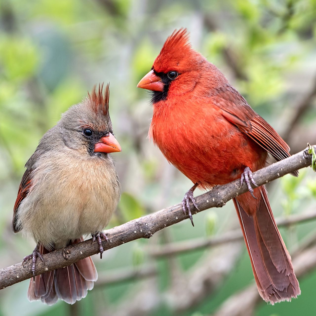 male and female cardinal birds sitting on branch