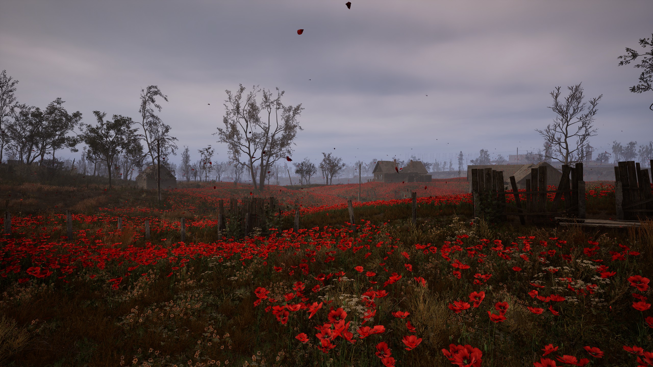 A poppy field