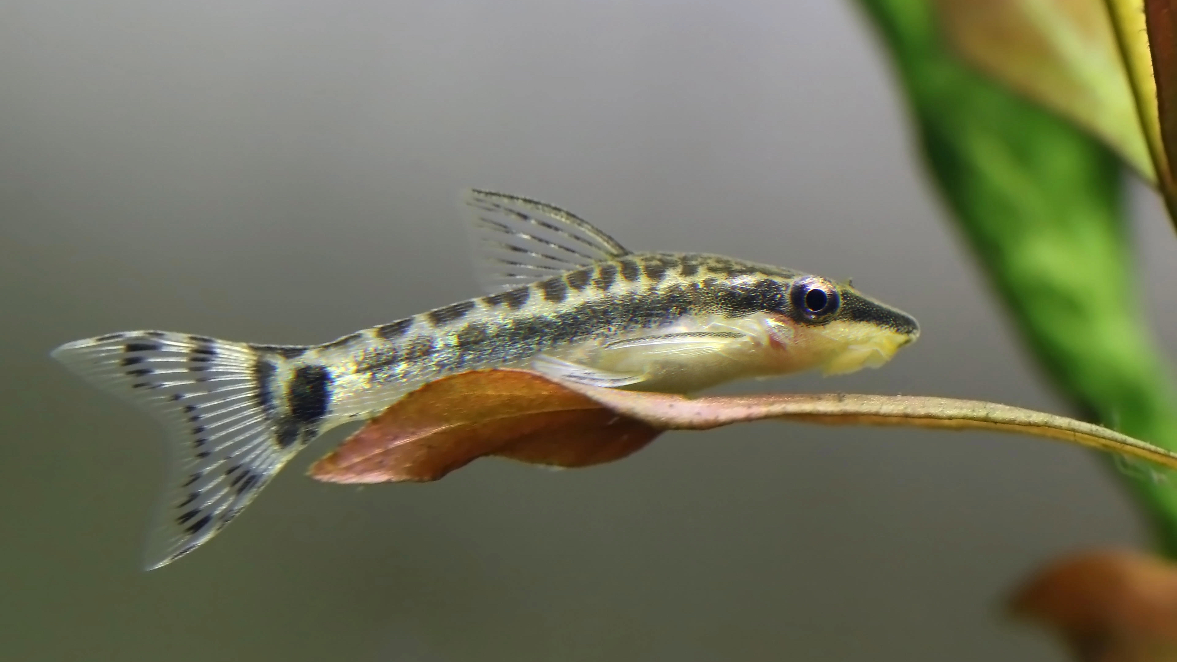 Dwarf Sucking Catfish