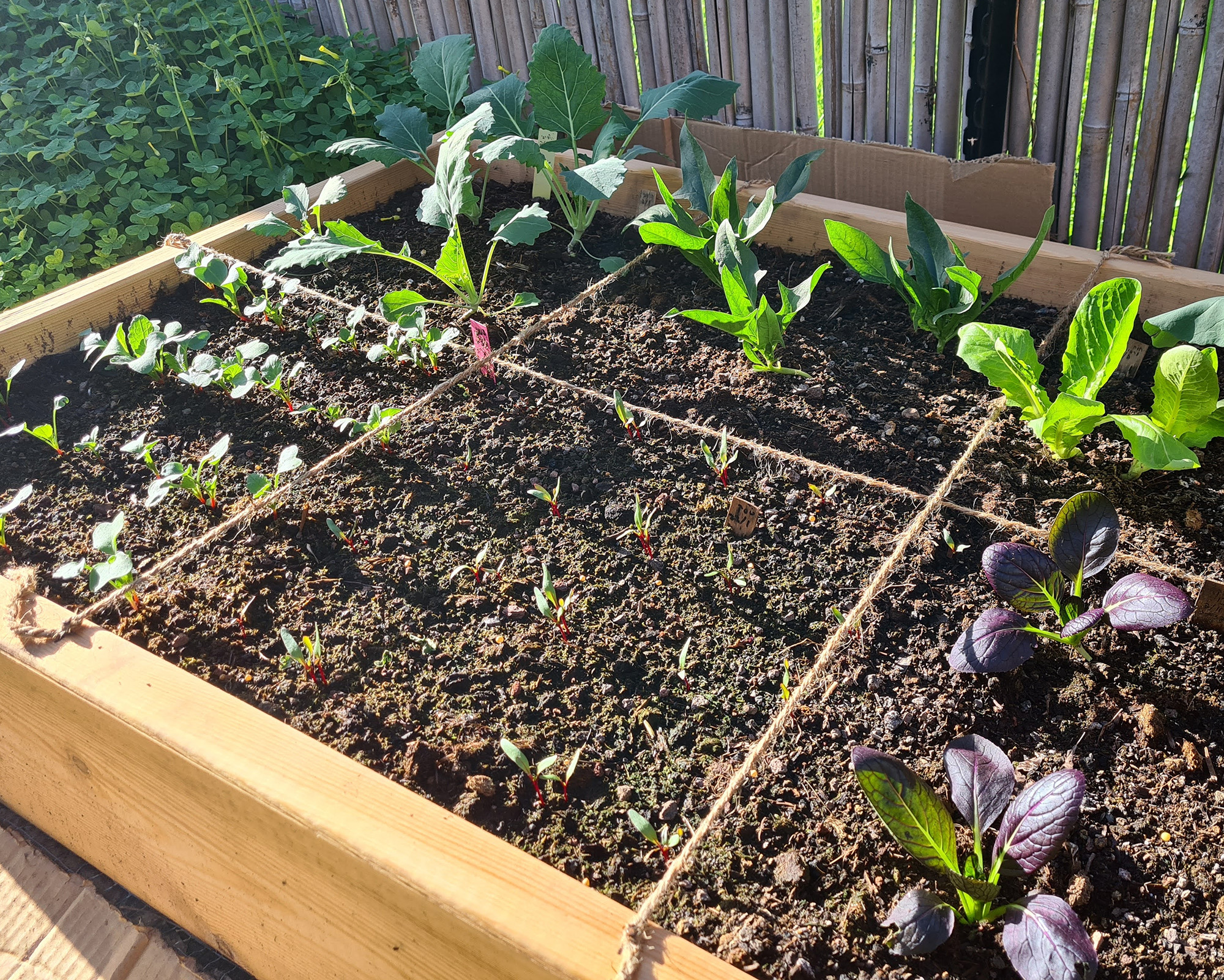 Raised bed divided into square foot grid with string, with perfectly ordered crops