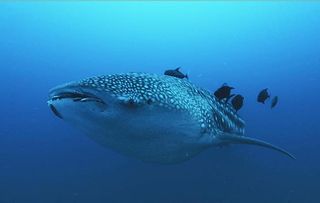 MY FAMILY AND THE GALAPAGOS - the whale shark