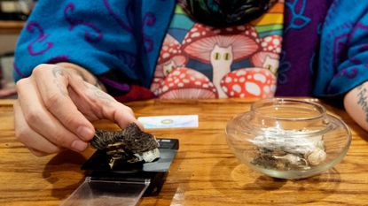 A man weighs a psychedelic mushroom. 