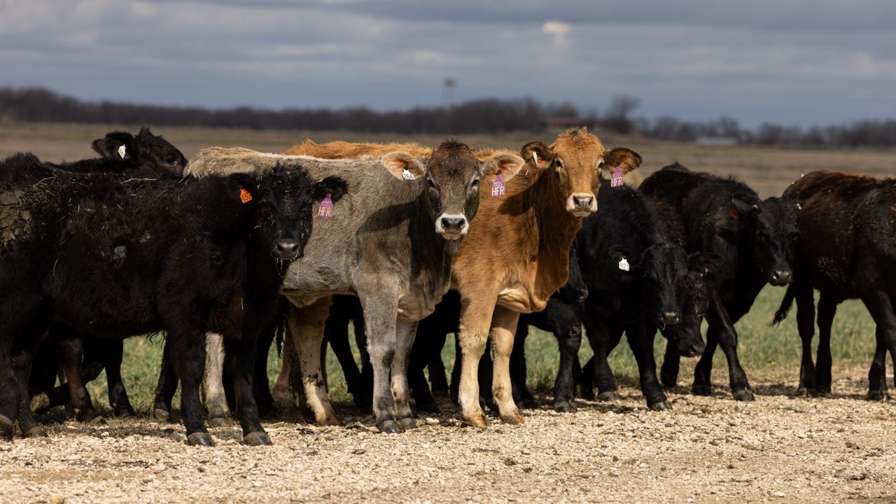 A 75-year cattle low means beef prices could stay high