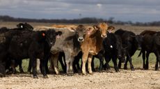 Cows at a cattle facility in McGregor, Texas. 