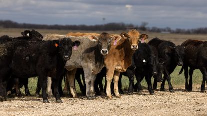 Cows at a cattle facility in McGregor, Texas.