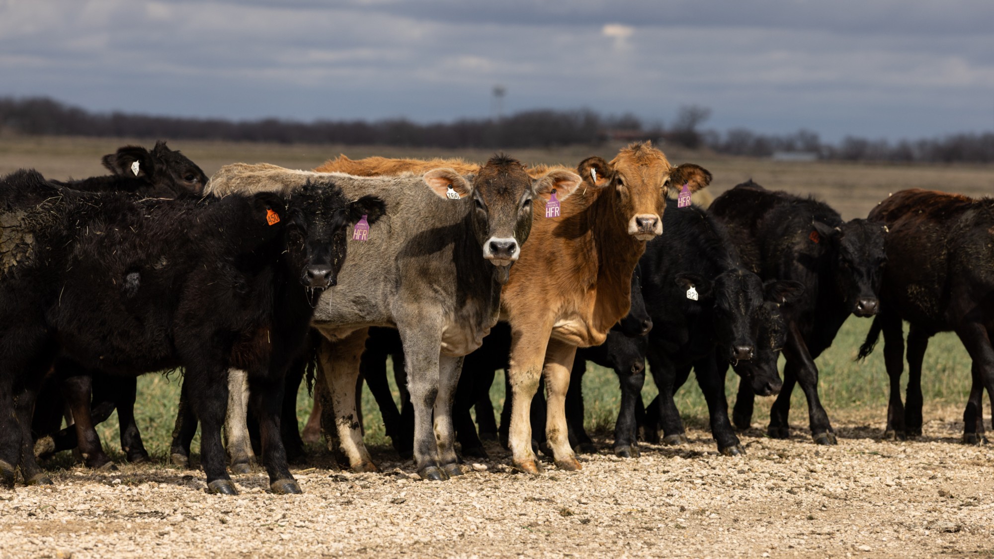 Cows at a cattle facility in McGregor, Texas. 