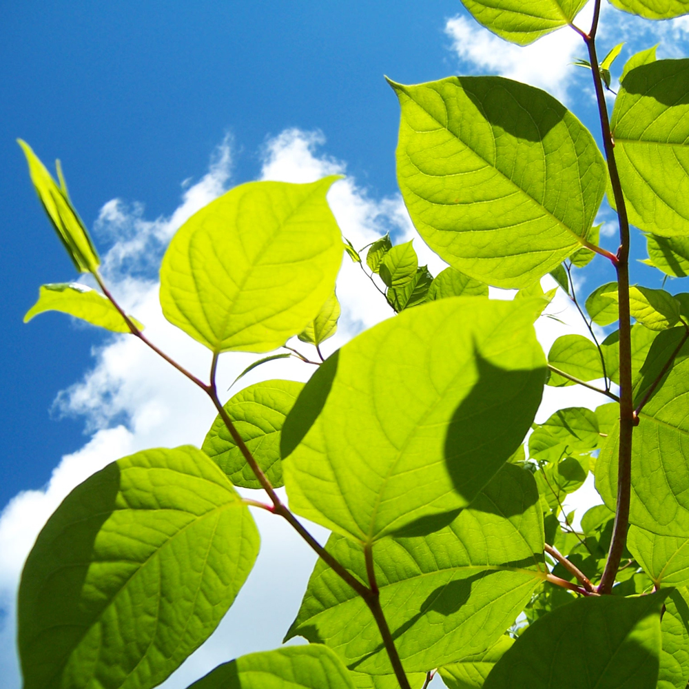 sky and foliage leaf