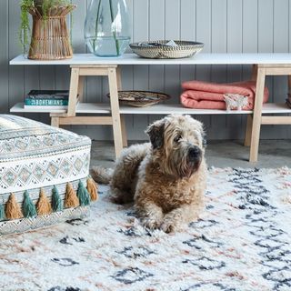 living room with dog seating on rug
