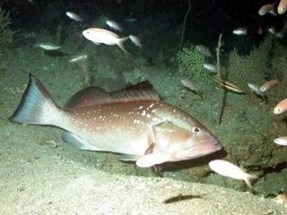 red-grouper-100120-02
