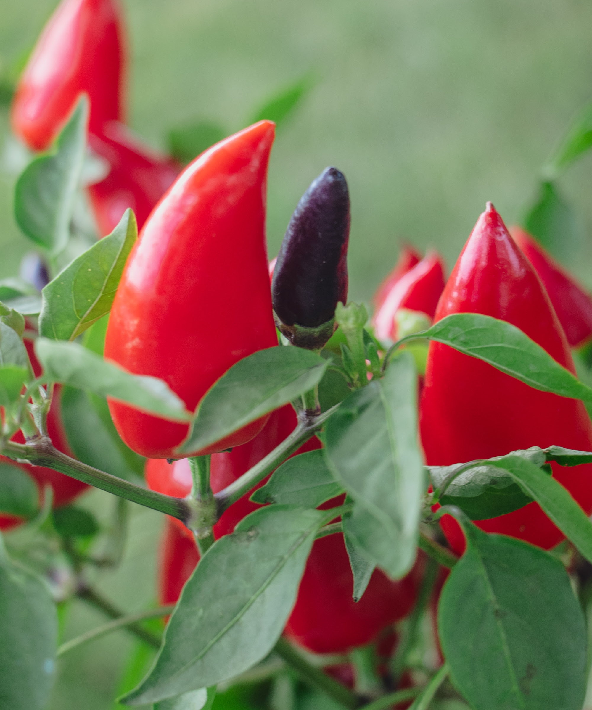 Red peppers and one purple pepper growing on a pepper plant