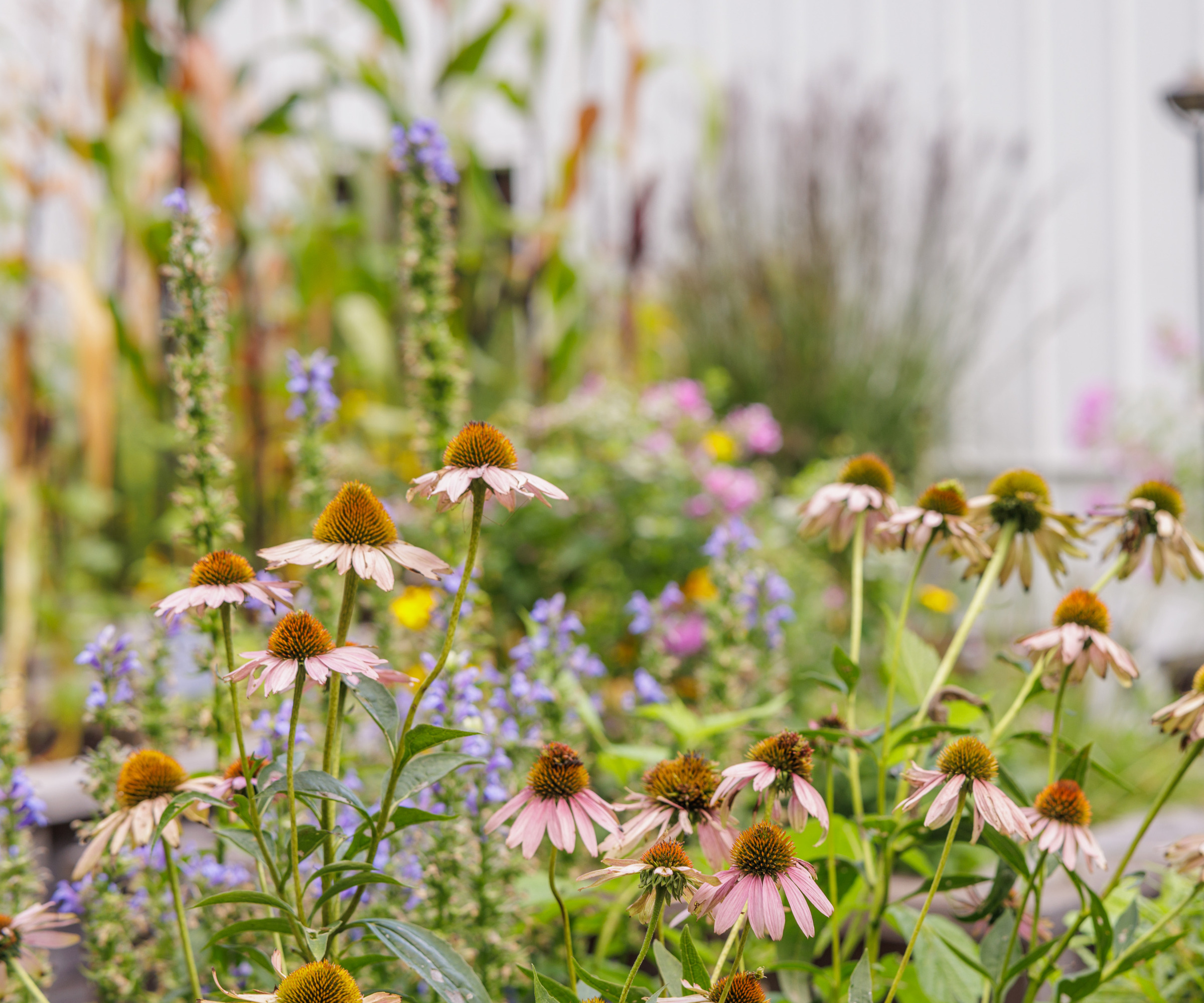 close up of pink echinacea flowers