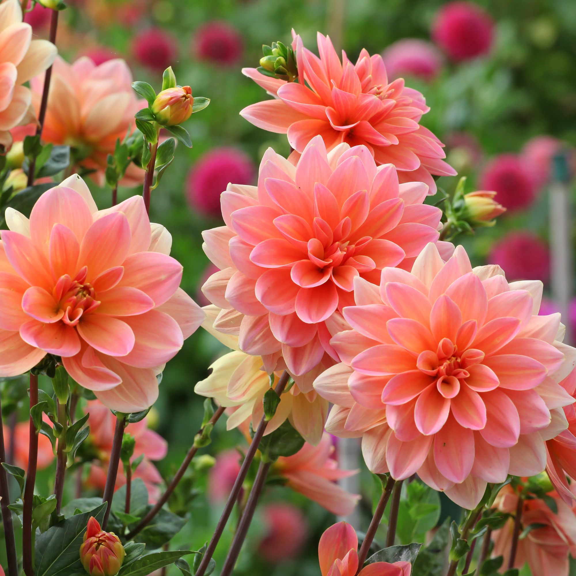 dahlias in garden
