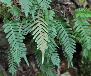 Polypodium fern fronds, one with spores visible