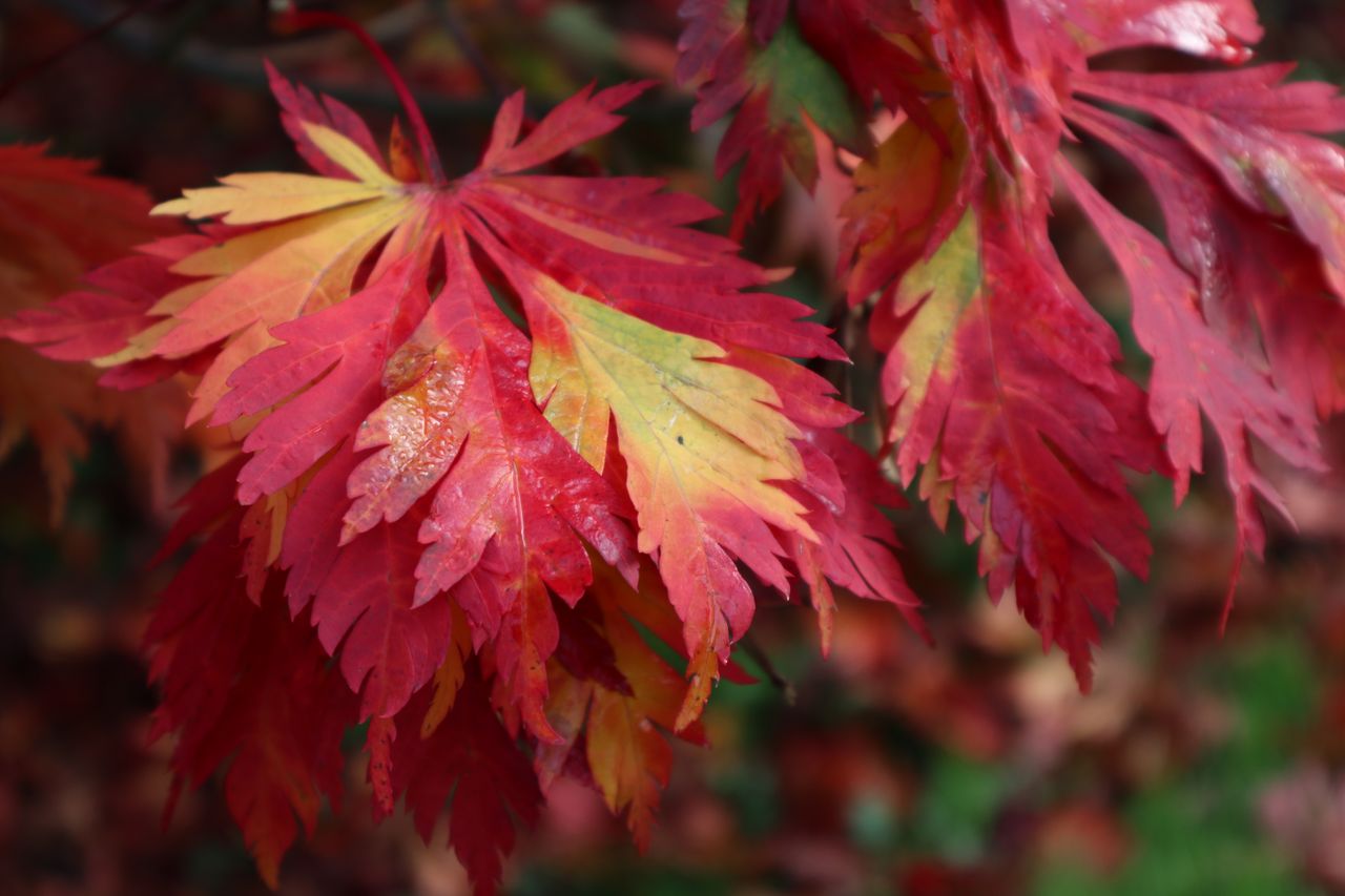 Color rendition is rich and natural-looking, and the M100 has captured the greens, yellows and reds in this close-up really nicely