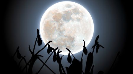 A silvery full moon is pictured flooding the black night sky with moonlight, as snowdrop flowers are silhouetted in the foreground.