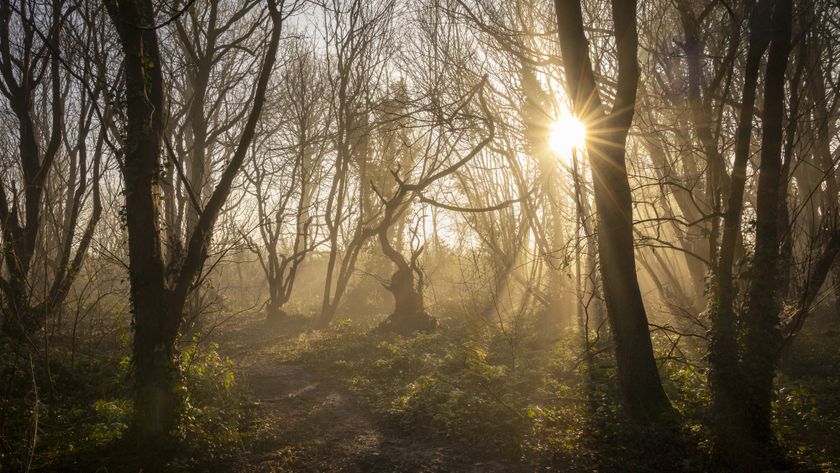 Misty woodland scene with sunburst effect