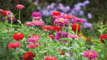 What to plant in April zinnia elegans from Sarah Raven