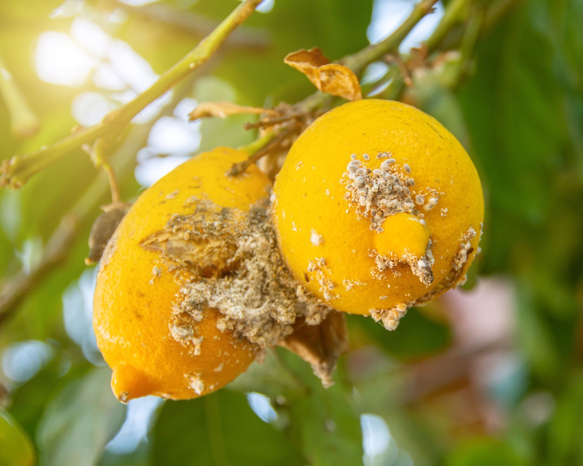 Citrus mealybug, Planococcus Hemiptera Pseudococcidae dangerous pest plants, including economically important tropical fruit trees and ornamental plants.