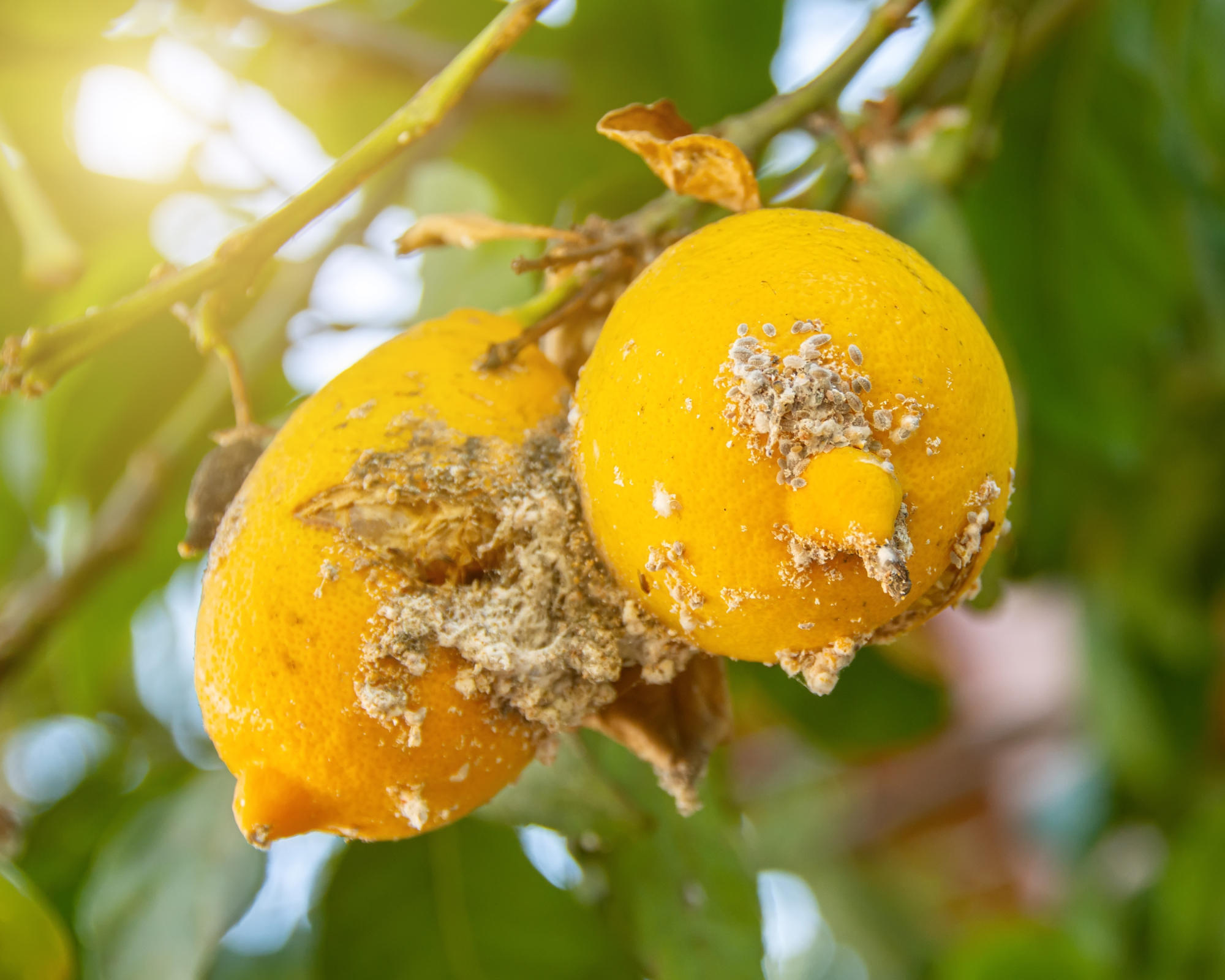 Citrus mealybug, Planococcus Hemiptera Pseudococcidae dangerous pest plants, including economically important tropical fruit trees and ornamental plants.