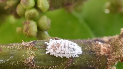 Mealy bug feeding on the underside of a green leaf