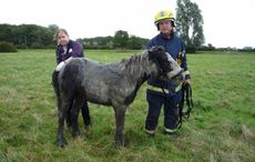 Horse-rescued-ditch-2.jpg