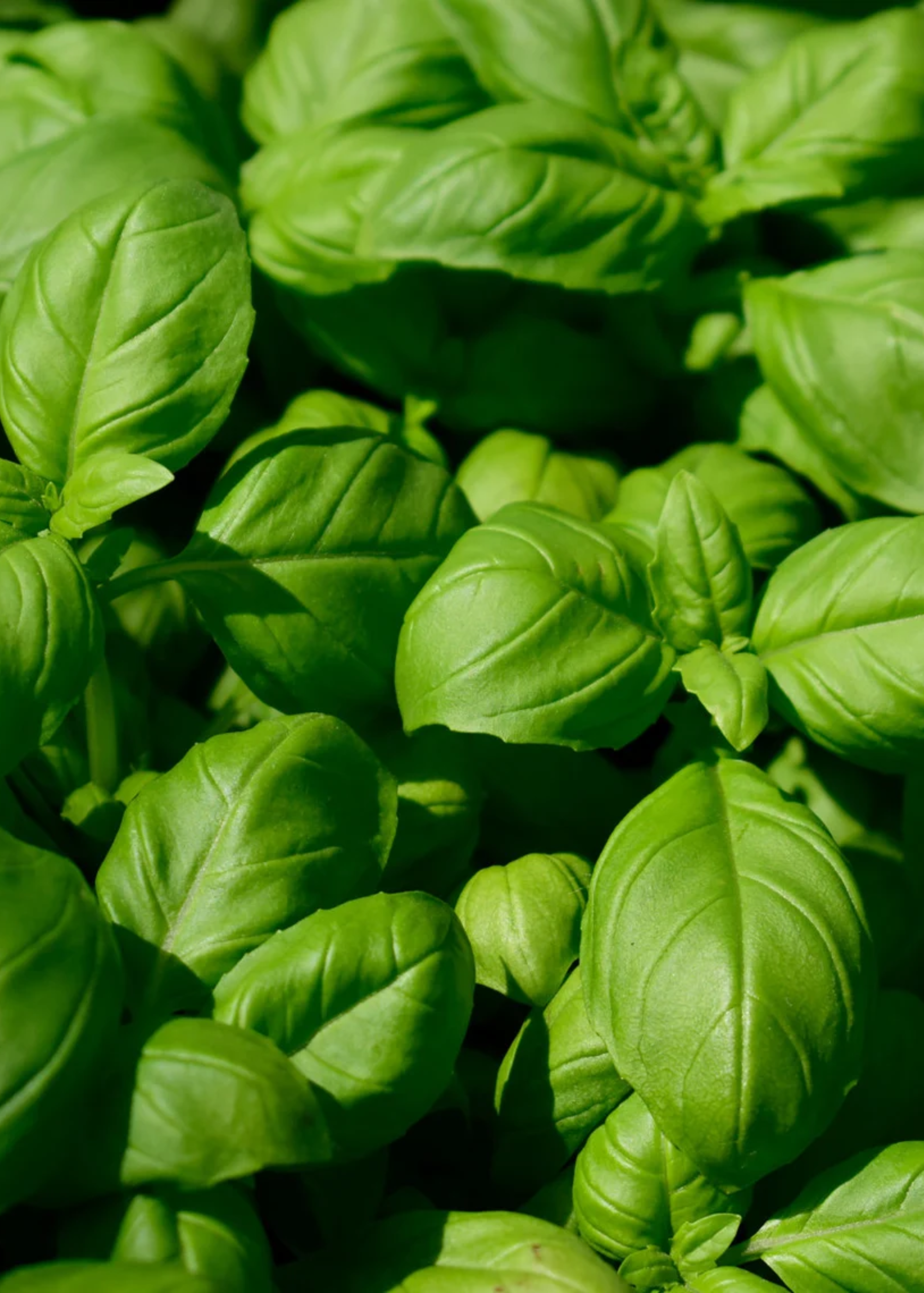A close-up of basil leaves