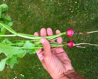 radish harvest in hand