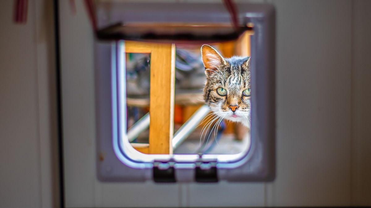 How do microchip cat flaps work PetsRadar